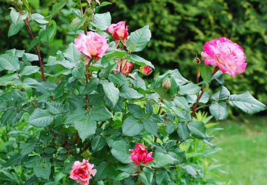 Sauver ses rosiers grâce à l’agriculture biologique